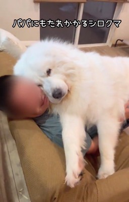 パパの上に乗るアレンくん