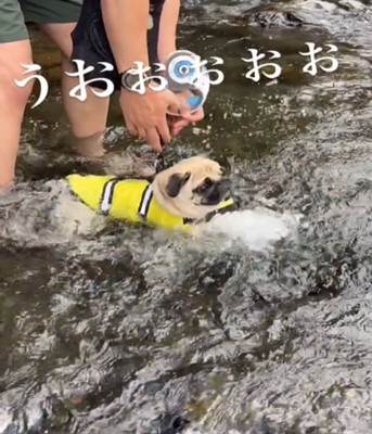 犬かきをする犬2