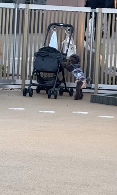 ドッグランでのジュプンちゃん3