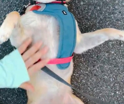 お腹を見せるはなこちゃん