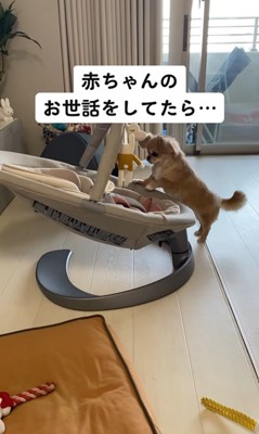 赤ちゃんのお世話後のハナちゃん3