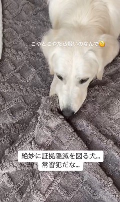 毛布にイタズラするいくらちゃん7