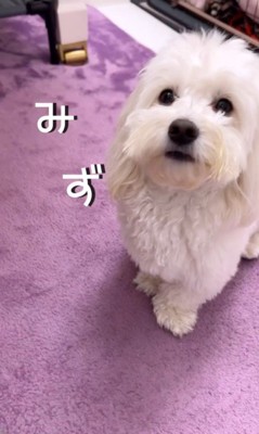 とうふちゃんの聞き間違い⑩