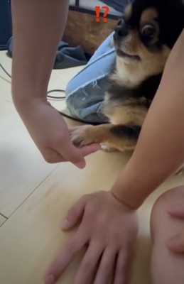 自分がお手をしたことに驚く小型犬