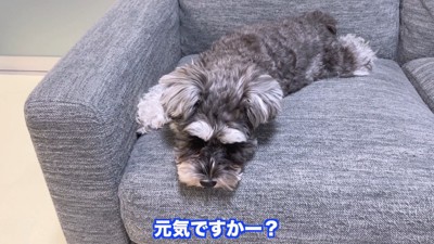 パパさんが声を掛けても無視