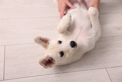 床に寝転がる犬