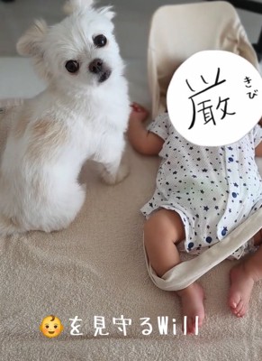 小型犬と赤ちゃん