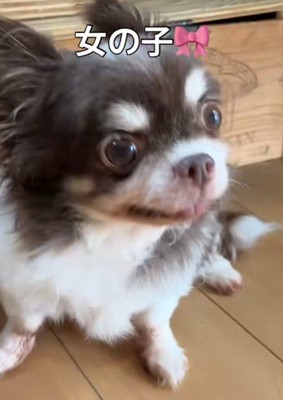 チワワの女の子、大豆ちゃん