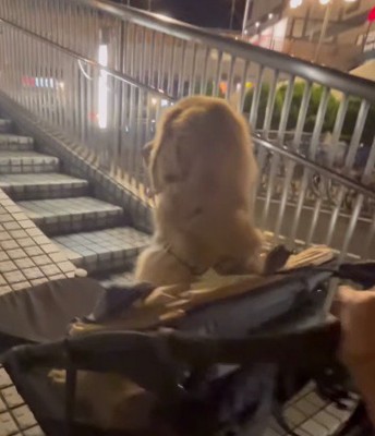 ペットカートに乗っている犬