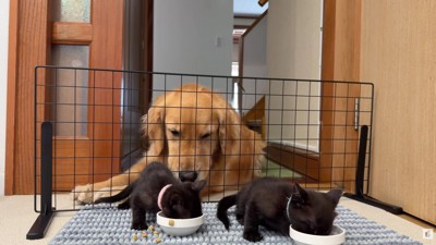 子猫たちに興味津々♡
