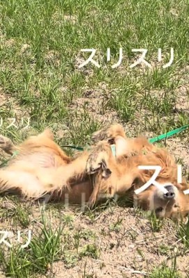 スリスリするマッシュくん