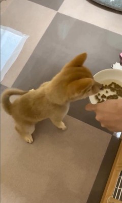 えだまめ君の初めての「待て」9