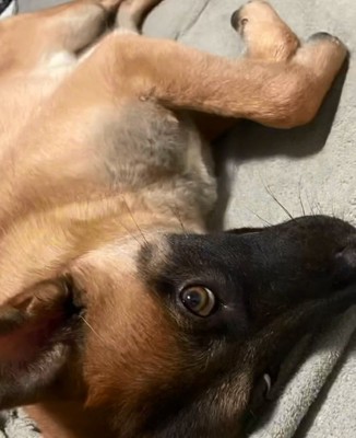 横になるビギーくん