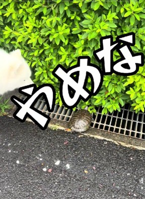 カメを発見♪