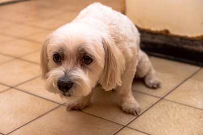 身をかがめる長毛垂れ耳の白い犬