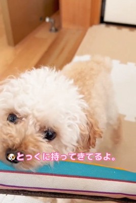 アピールするらなちゃん