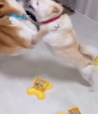 取っ組み合う2匹の犬