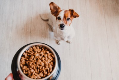 ご飯を待つ犬