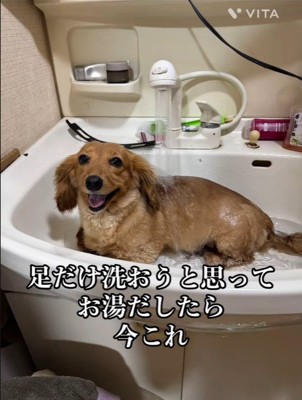 ももちゃんの足を洗おうとしたら5