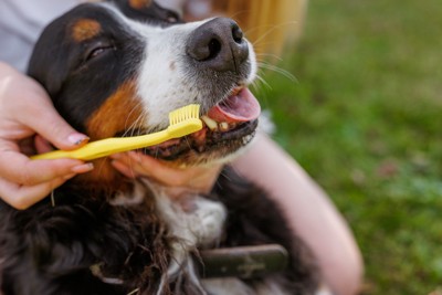 歯磨きされる犬