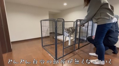 部屋を解体する飼い主