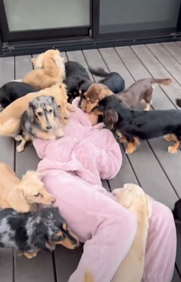 お姉ちゃんに群がる犬