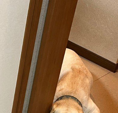 猫のいる部屋に入っちゃダメ