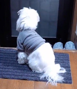 玄関前で飼い主をお出迎えするために座り込む犬
