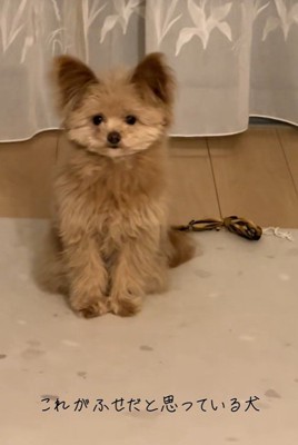 別バージョンの伏せ