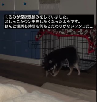 暗い部屋でケージの前をうろつく柴犬
