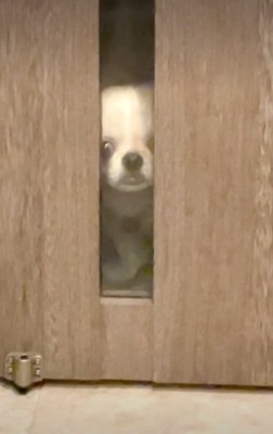 悲しそうに覗き込む犬