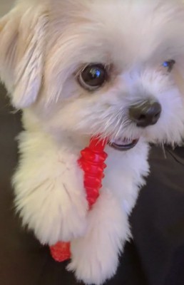 おもちゃで遊ぶ小型犬