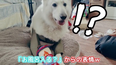 BJ くんに「お風呂入る？」と聞いたら6