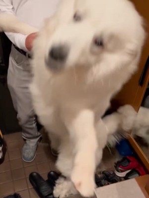 おじいちゃんに体当たりする犬