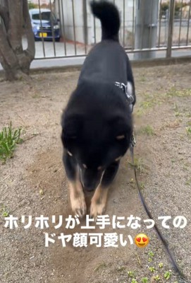 地面を掘るめかぶ君