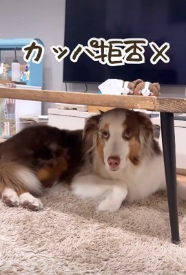 「カッパはお断りします…」