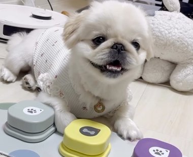 笑顔のペキニーズ