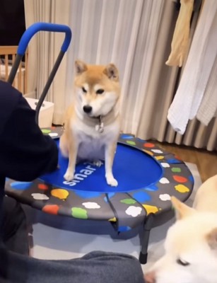 トランポリンに乗る犬2