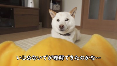 全然遊ぼうとしません!