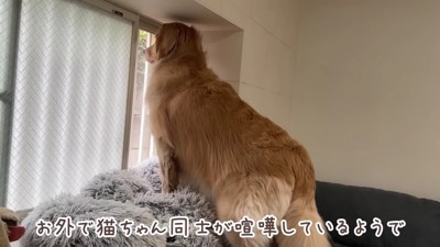 窓の外を観察するおからちゃん