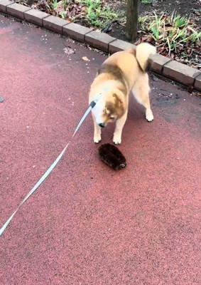 体をブルブルさせるりんちゃん