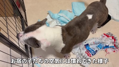 トイレシートをめちゃくちゃに