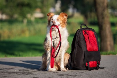 リードをくわえた犬、リュック