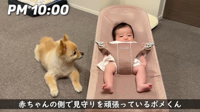 子守りをしているポメくん