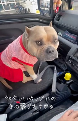 パパを見るリリーちゃん