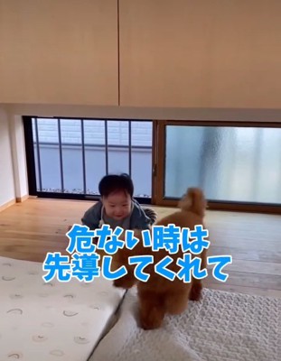しゃがむ赤ちゃんと犬2