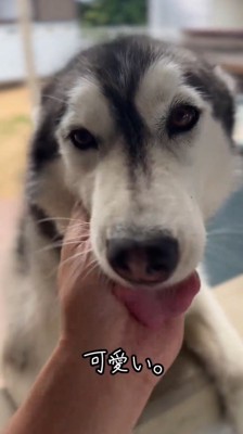 飼い主の手を舐める黒い犬