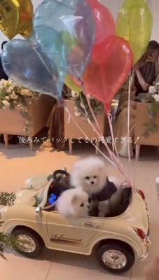 風船と一緒に進む2匹の犬