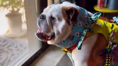 暑がるまめちゃん