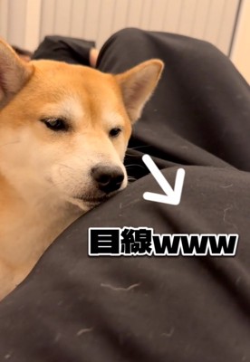 お腹を凝視する柴犬